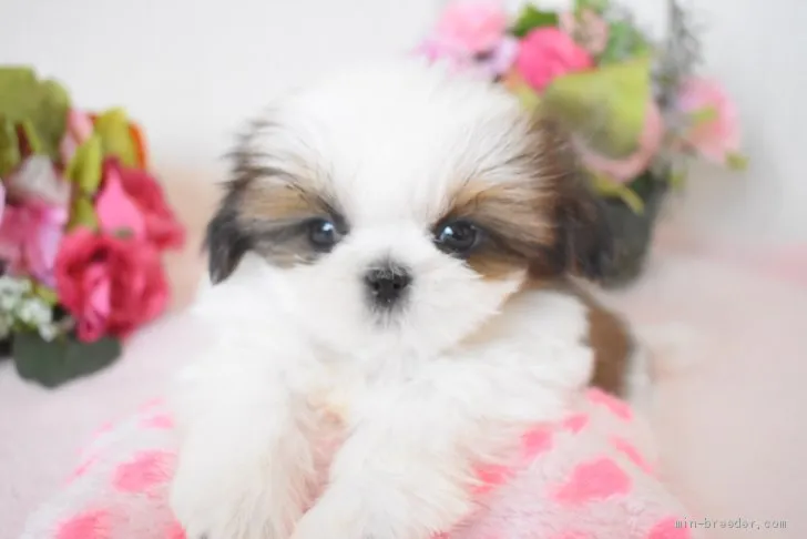 ID:2101-03822の子犬