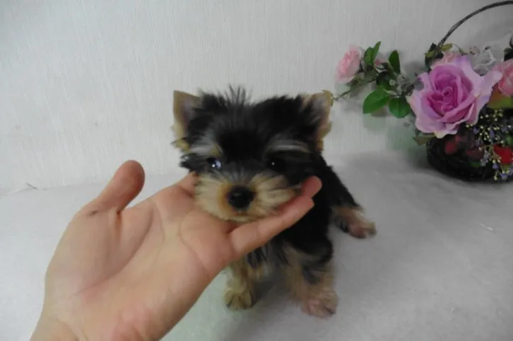 勝平 様のお迎えした子犬