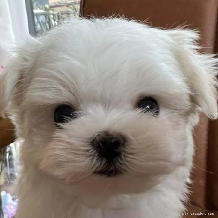 ねむねむ 様のお迎えした子犬