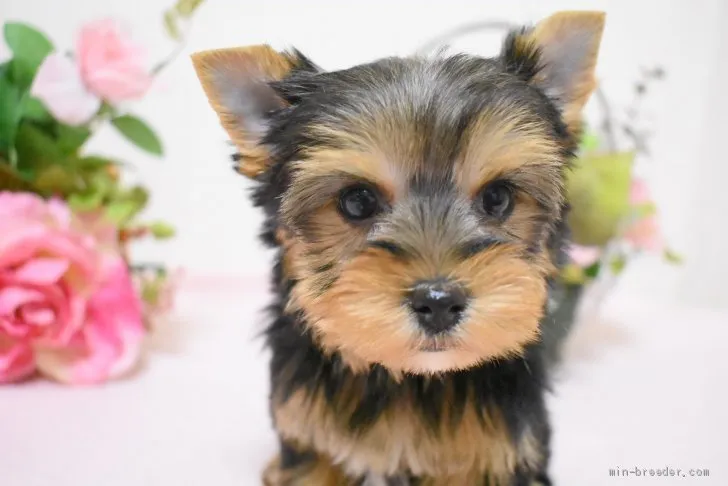 ID:2102-00229の子犬