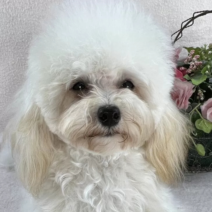 サトコ 様のお迎えした子犬