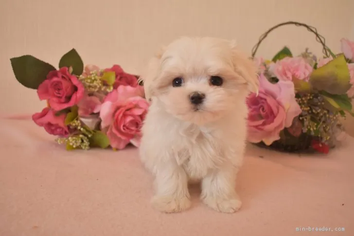 Y 様のお迎えした子犬