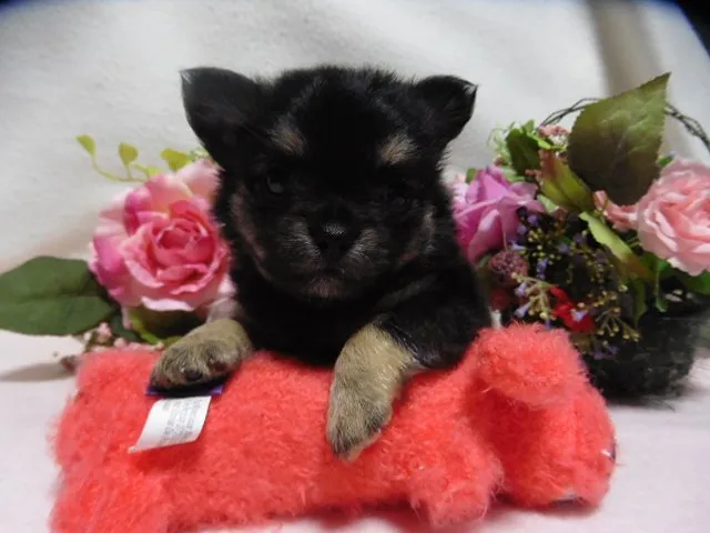 のん 様のお迎えした子犬