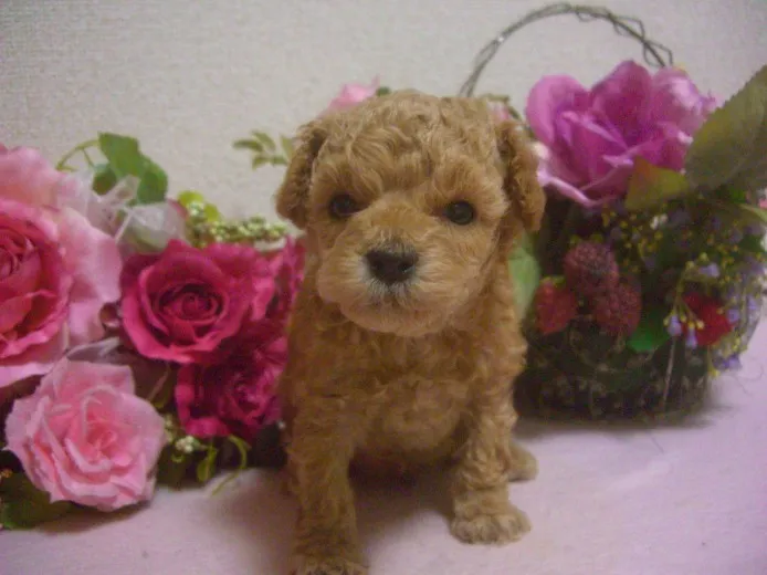 ともっち 様のお迎えした子犬