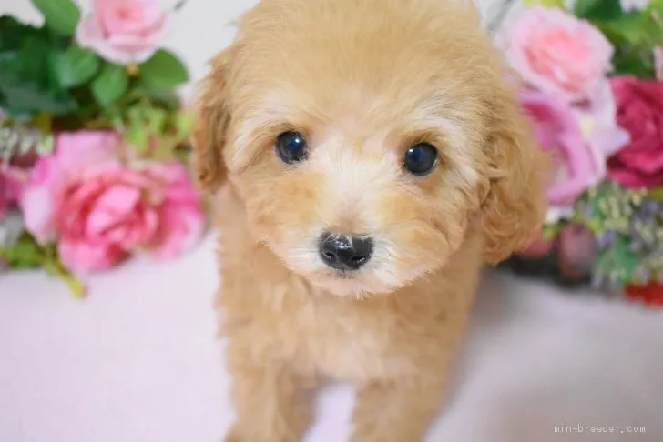 ID:2012-02380の子犬
