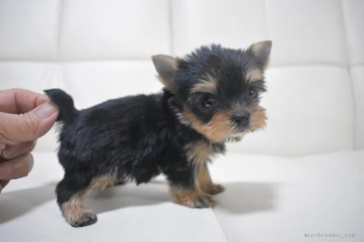 ID:2004-01271の子犬