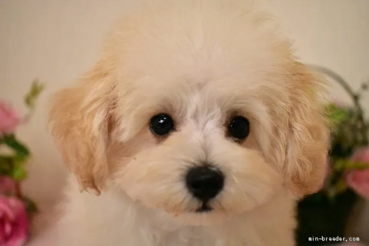 おけいちゃん 様のお迎えした子犬