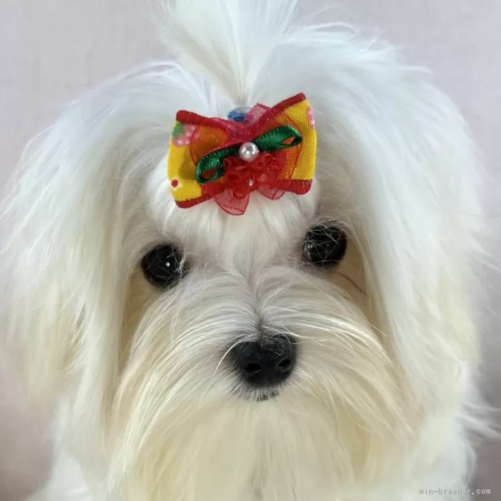 ID：2312-05704の子犬
