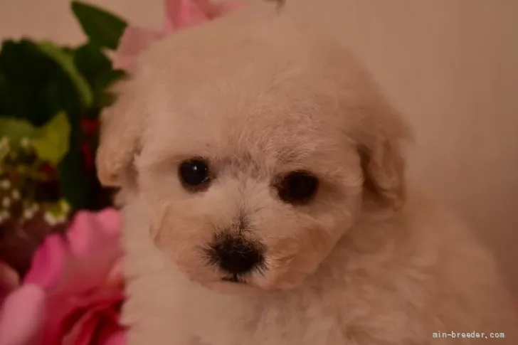 ID:2109-02753の子犬