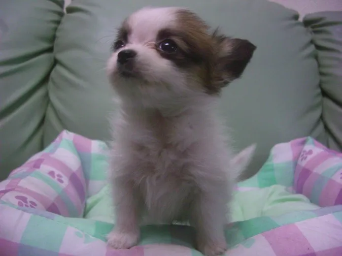 ID:1309-01147の子犬