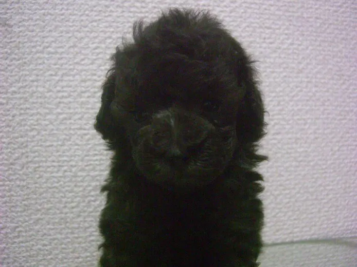 ID:1307-00864の子犬