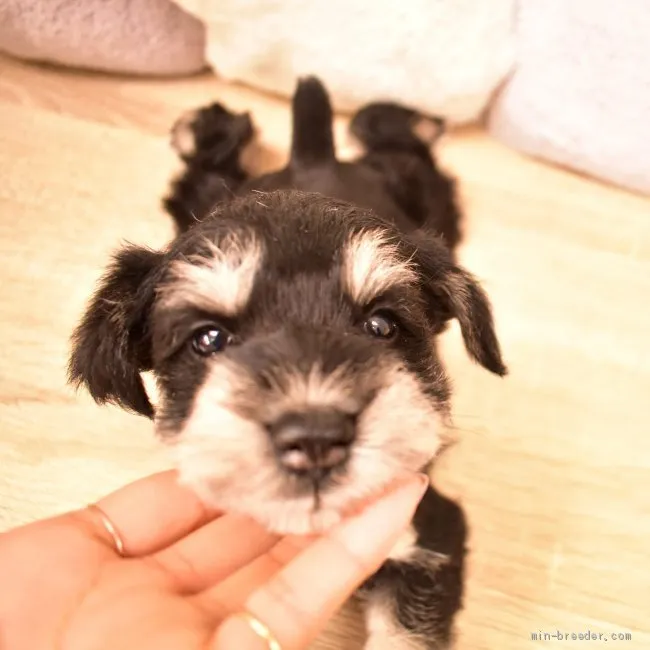 ID:2104-00925の子犬