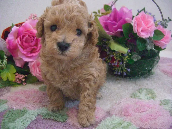 森田 様のお迎えした子犬