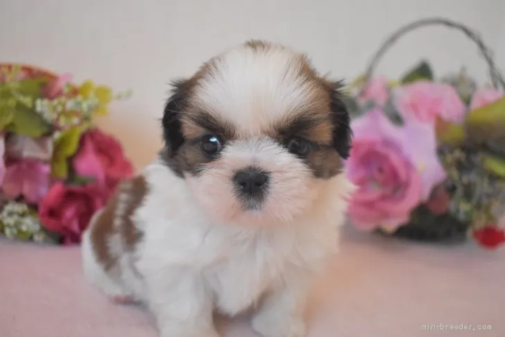 ID:2006-00672の子犬