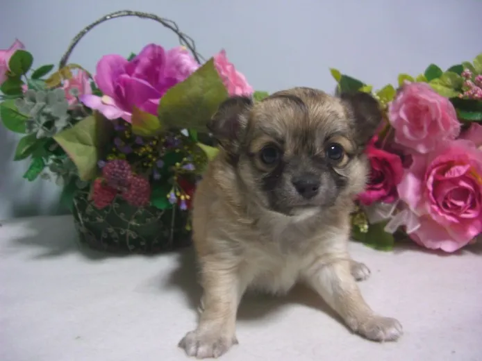 まろん　ママ 様のお迎えした子犬