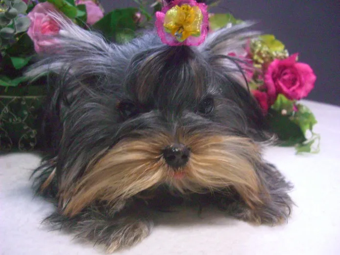 ID：1211-00047の子犬