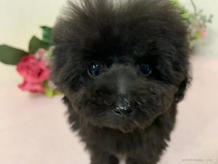 ID:2112-02197の子犬