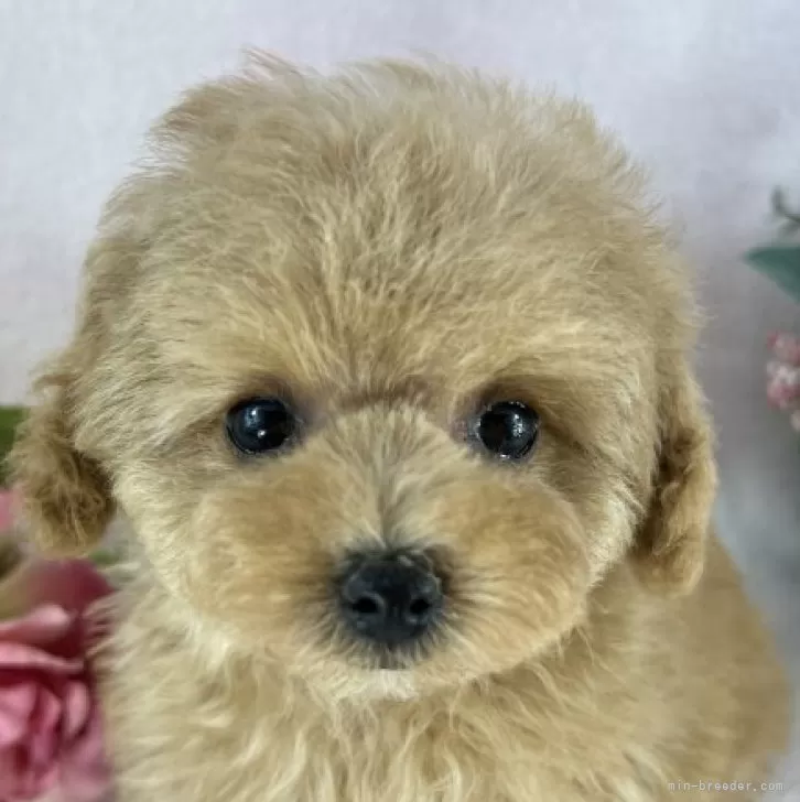 ID:2312-03779の子犬