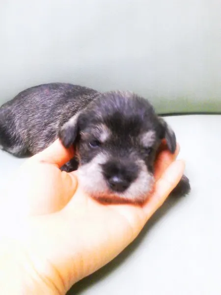 ID：1301-00536の子犬