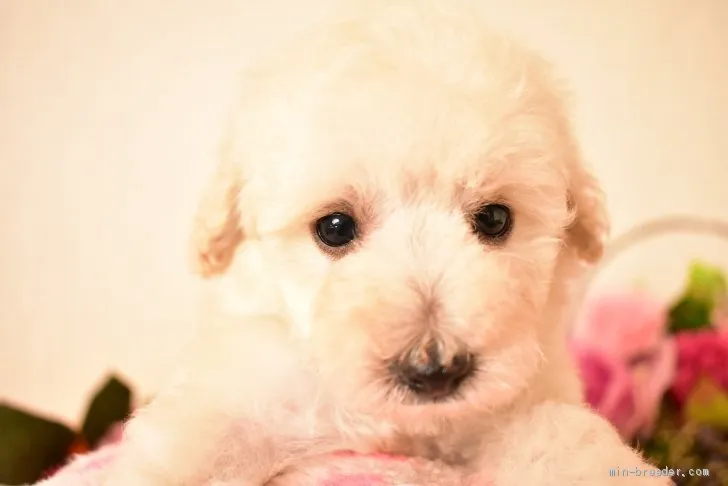 ID:2104-01010の子犬
