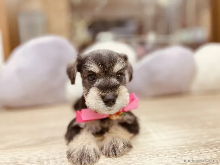 ID:2012-00505の子犬