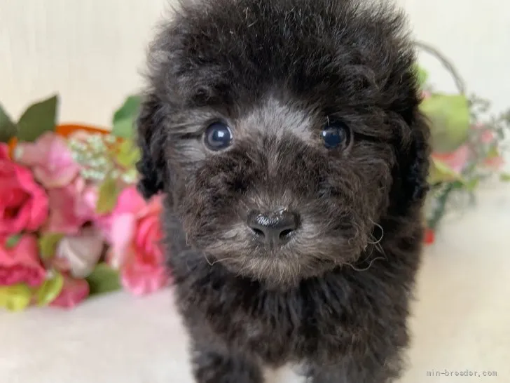 ID:2203-03981の子犬