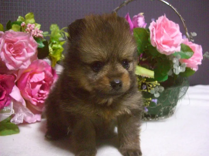 ID：1212-00022の子犬