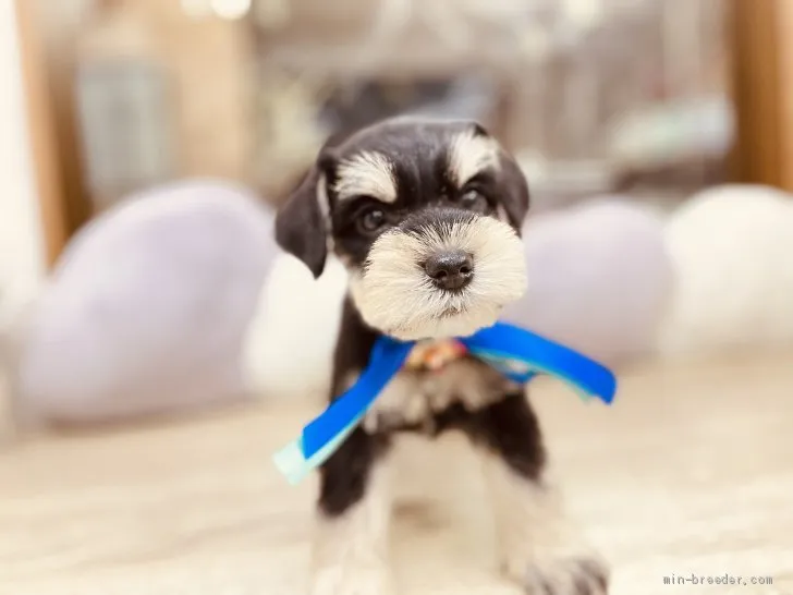ID:2012-00507の子犬