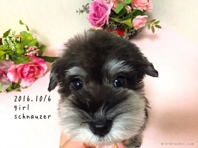 ID:1611-01183の子犬
