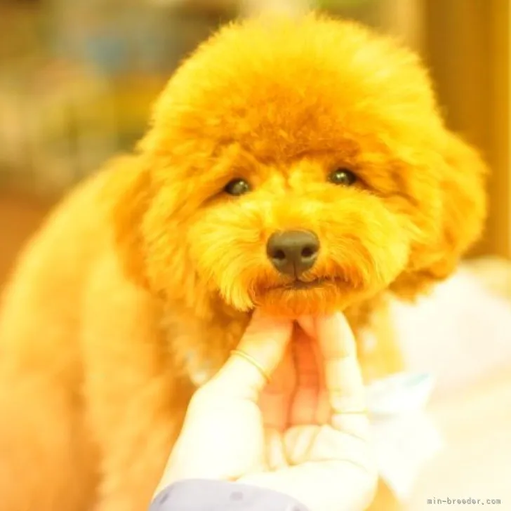 ID:2307-05884の子犬
