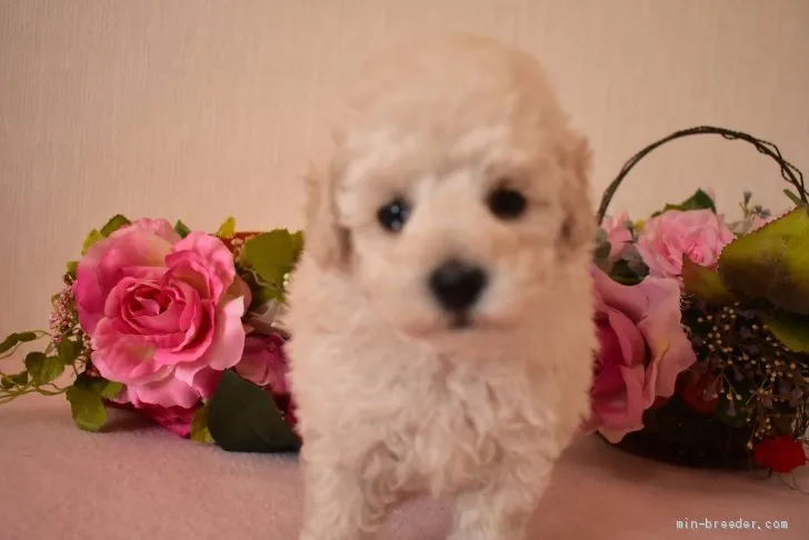 ID:2008-03661の子犬