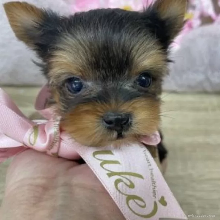 ID:2403-03462の子犬