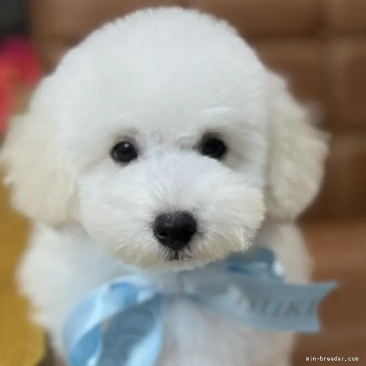 ID:2207-00027の子犬