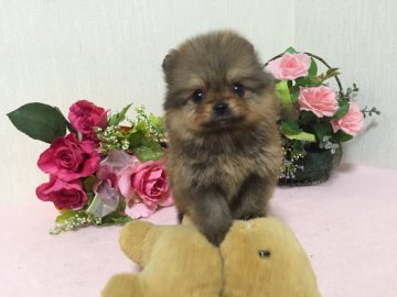 ポメラニアン【大阪府・女の子・2016年11月25日・オレンジ】の写真「小さくて可愛いですよ」