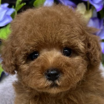 トイプードル(タイニー)【大阪府・男の子・2024年3月21日・レッド】の写真「とにかく陽気で楽しい子です。」