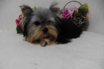 ヨークシャーテリア【大阪府・女の子・2015年6月5日・スチールブルー&タン】の写真「タイプの良い小さくて可愛い子です。」