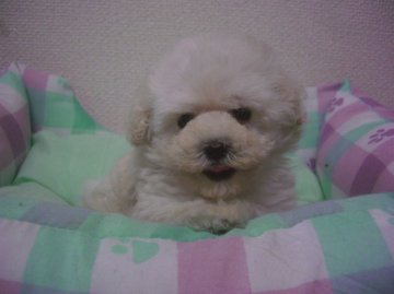 トイプードル(タイニー)【大阪府・男の子・2013年9月12日・ホワイト】の写真「色が白くて可愛いです」