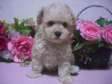 トイプードル(タイニー)【大阪府・男の子・2013年7月28日・ホワイト】の写真「楽しい子です」