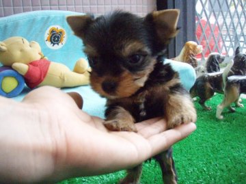 ヨークシャーテリア【大阪府・男の子・2015年6月22日・スチールブルー&タン】の写真「」