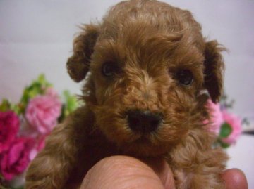 トイプードル(トイ)【大阪府・女の子・2012年11月23日・アプリコット】の写真「」