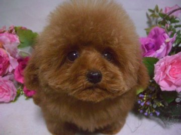 トイプードル(トイ)【大阪府・女の子・2012年8月11日・レッド】の写真「」