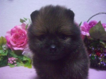 ポメラニアン【大阪府・男の子・2013年12月3日・オレンジセーブル】の写真「可愛いですよ」