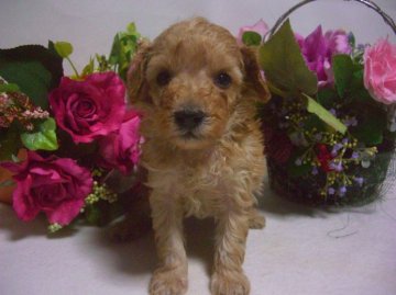 トイプードル(トイ)【大阪府・男の子・2012年11月23日・アプリコット】の写真「」