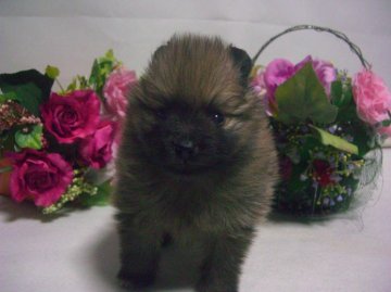 ポメラニアン【大阪府・男の子・2012年11月20日・オレンジセーブル】の写真「」