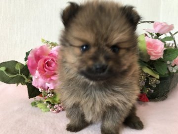 ポメラニアン【大阪府・女の子・2017年12月23日・オレンジ】の写真「愛嬌があって可愛い性格をしていますよ。」