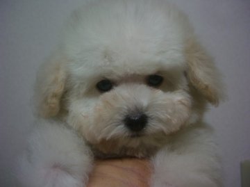 トイプードル(トイ)【大阪府・女の子・2012年10月1日・ホワイト】の写真「」