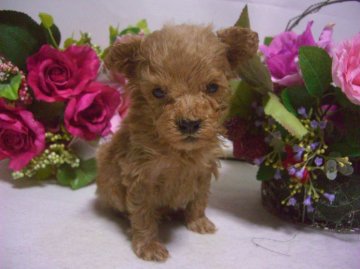 トイプードル(トイ)【大阪府・男の子・2012年11月23日・アプリコット】の写真「」