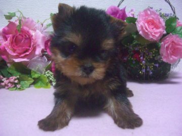 ヨークシャーテリア【大阪府・女の子・2013年9月23日・ダークスチールブルー&タン】の写真「元気で可愛い子です」