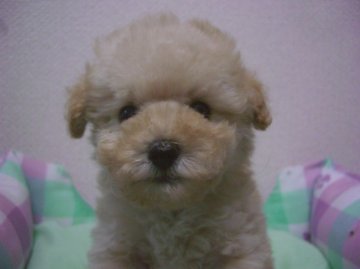 トイプードル(タイニー)【大阪府・男の子・2013年9月12日・ホワイト】の写真「すごく陽気で可愛い子です」