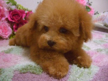 トイプードル(トイ)【大阪府・女の子・2012年8月4日・アプリコット】の写真「」